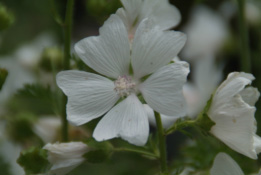 Malva moschata 'Alba'Muskuskaasjeskruid bestellen